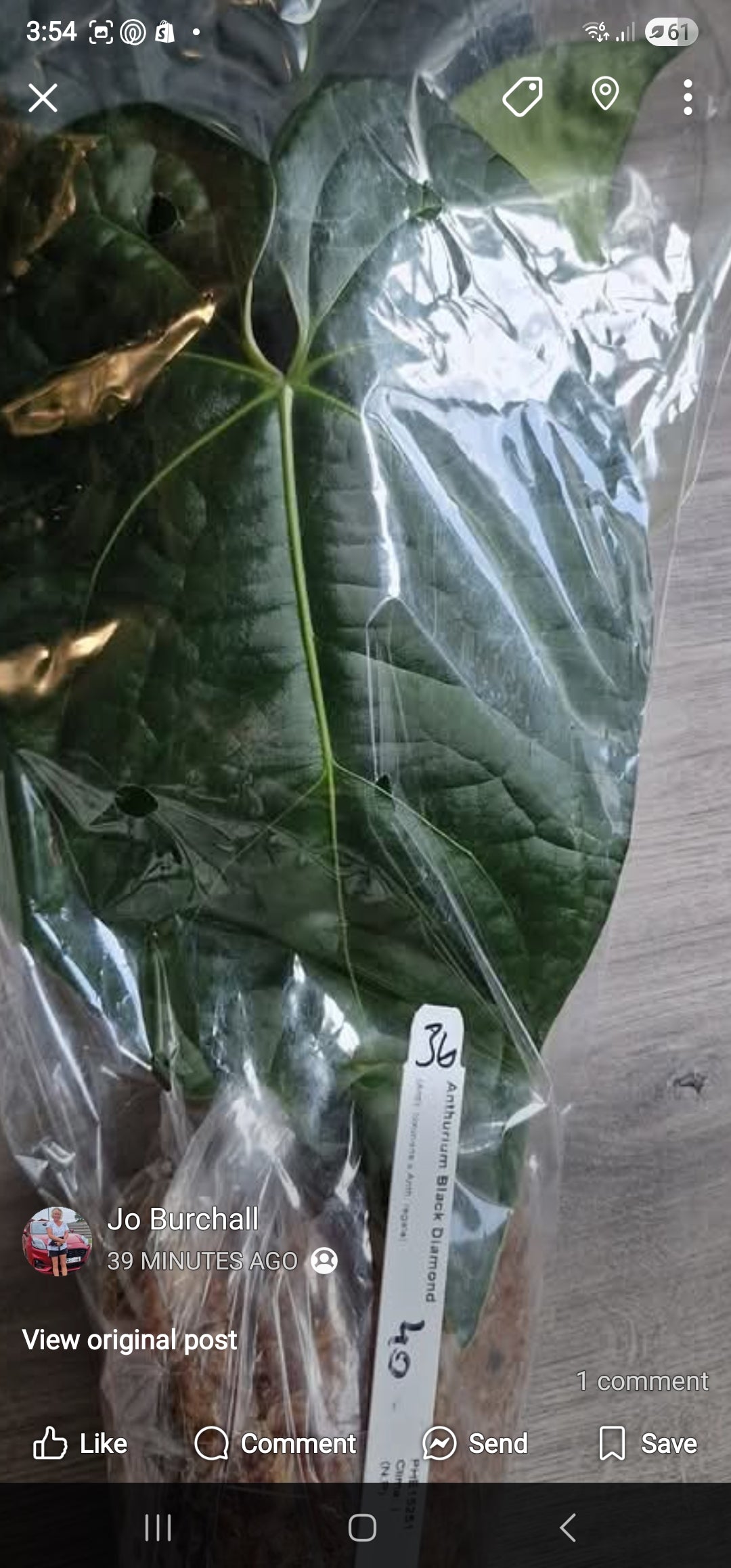 Sunday Sale - Tristan Anthurium