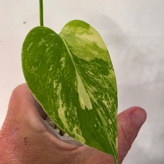 Monstera Lemon Pom Pom – Exact Plant No. 3 - See Description
