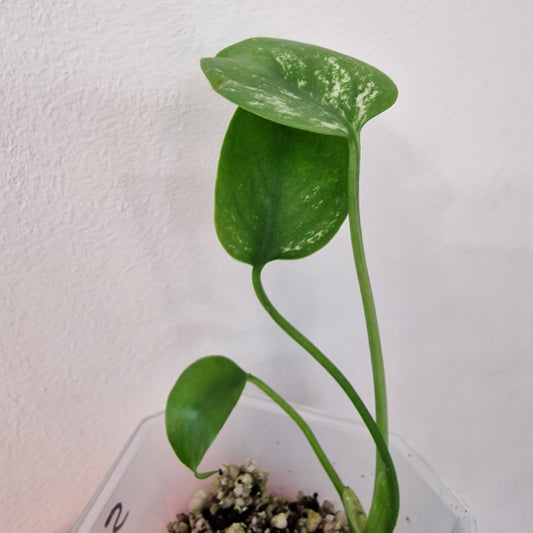 Monstera Devil – Acclimatised TC - Exact Plant (5)