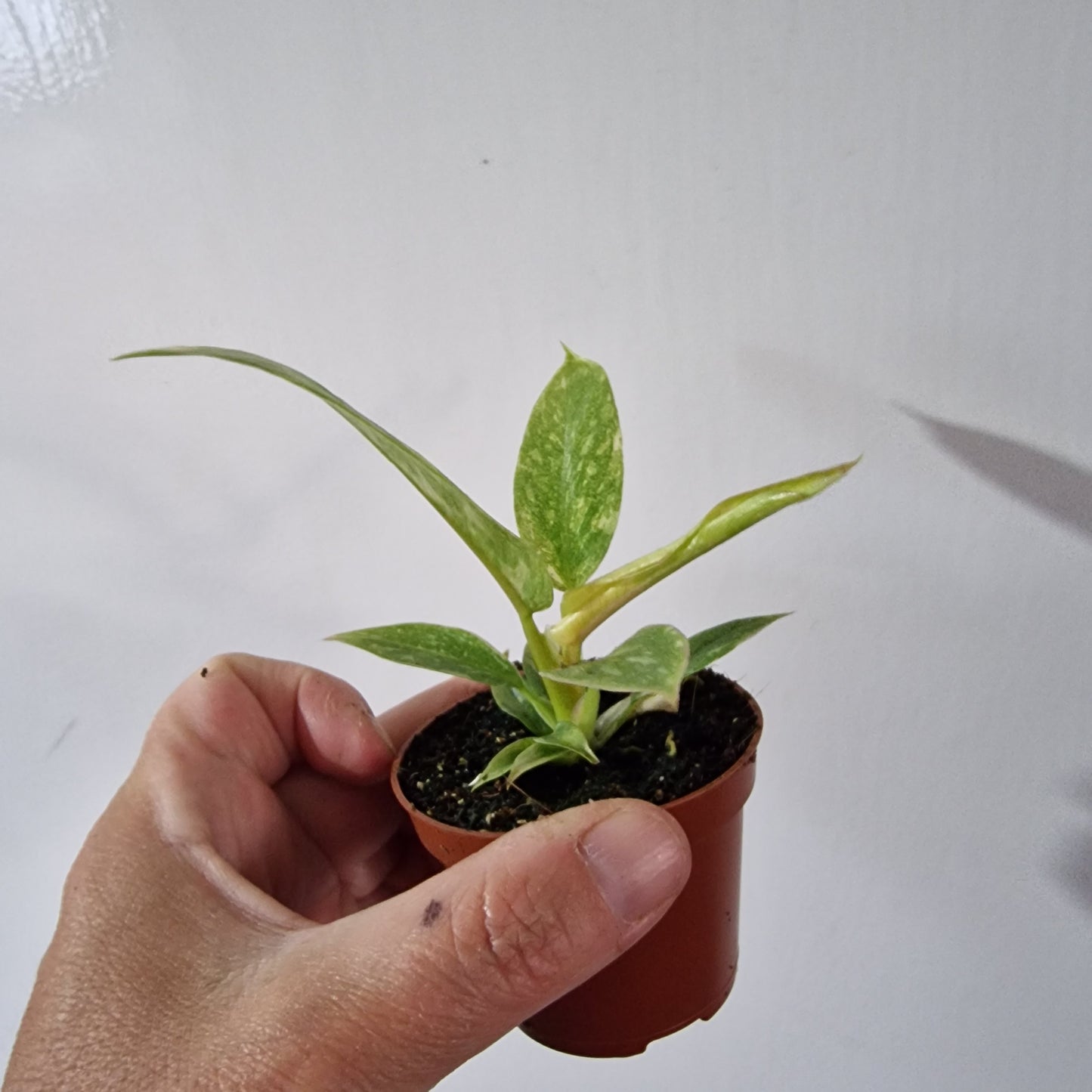 Philodendron Baby Houseplant 6cm pot