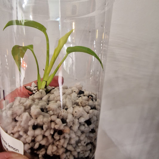 Monstera Lemon Lime – Young Exact TC Plant (#11)