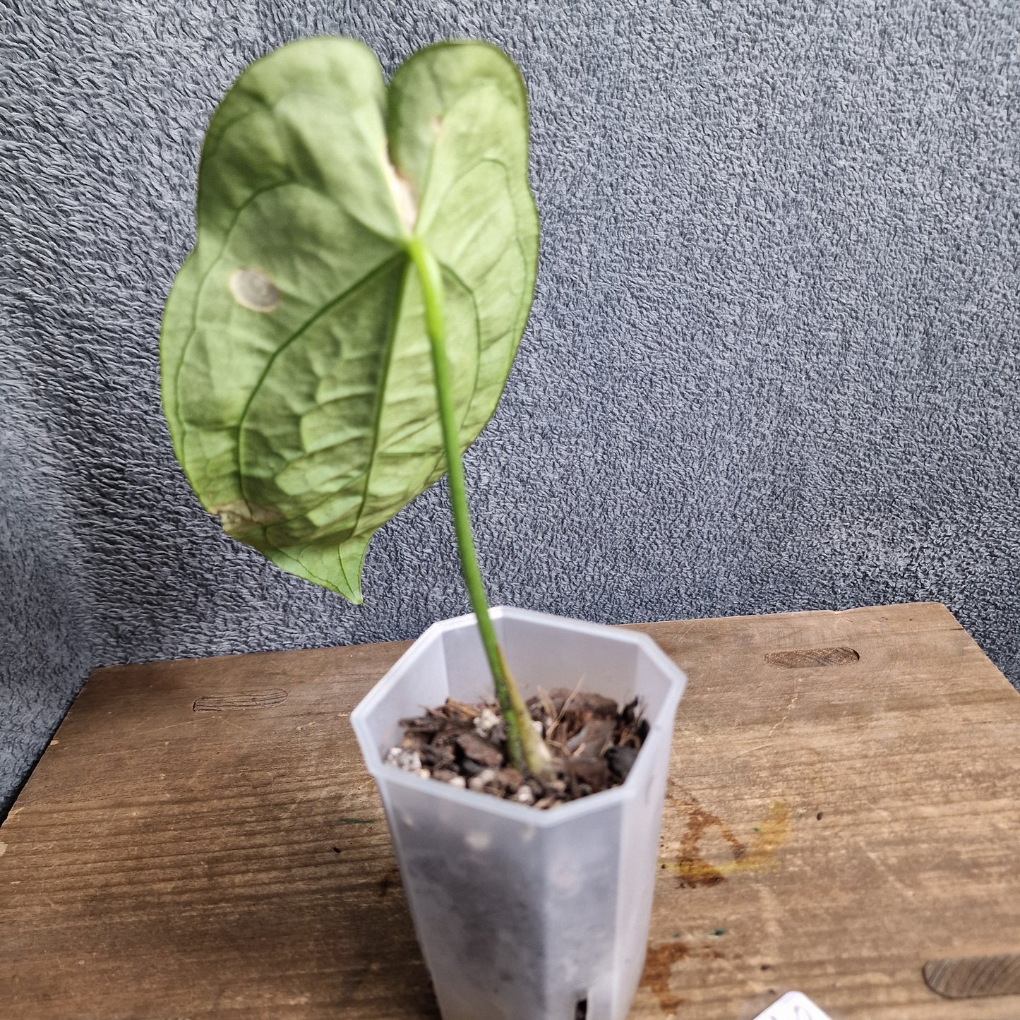Anthurium Silver Streak x Anth Ecuagenera Green Soul Ecuagenera Import (f) worth £40 – Rehab Plant