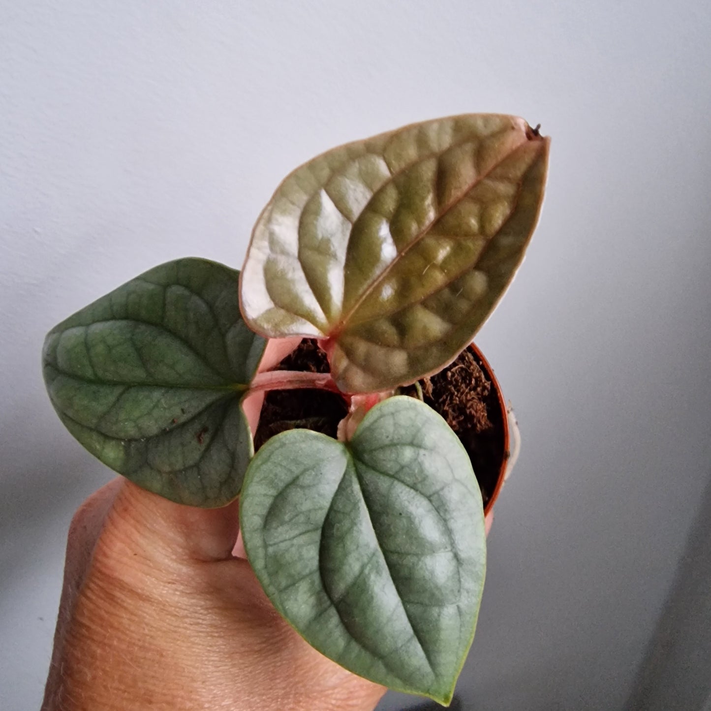Anthurium Luxurians Houseplant 6cm pot