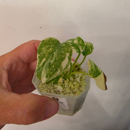 Monstera Crème Brûlée – Exact Plant No. 9 - See Description