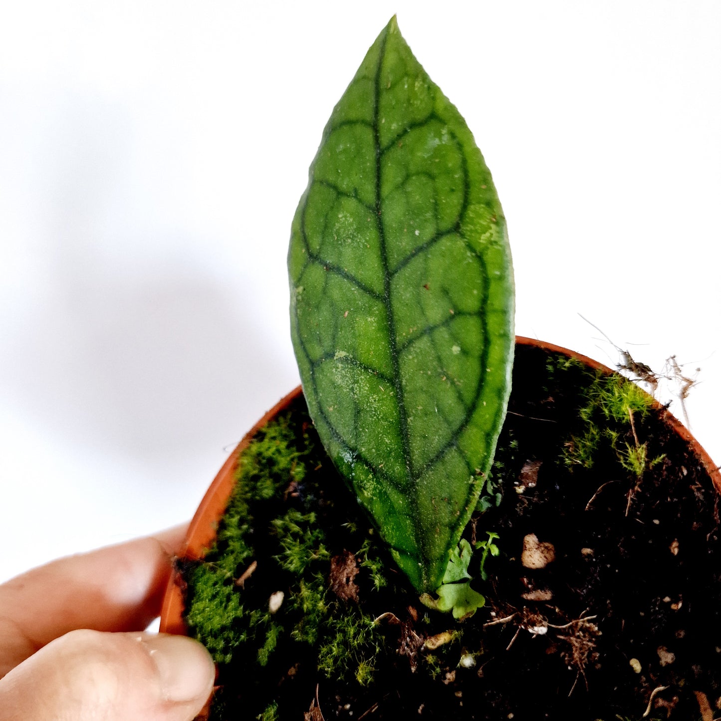 Hoya Finlaysonii Sarawak Houseplant 10.5cm pot