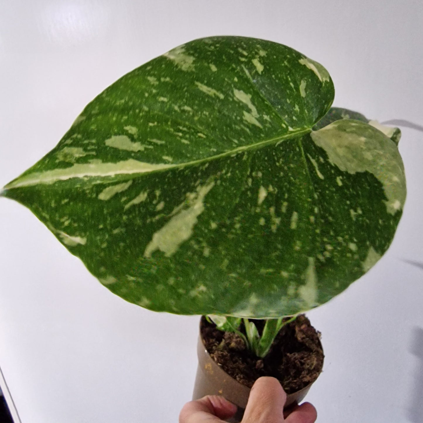 Monstera Thai Constellation Rare Houseplant 11cm pot (1a)