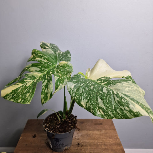 Monstera Crème Brûlée – 12 cm Pot - Exact Plant (#6)