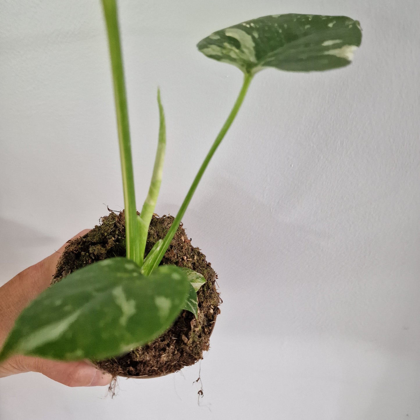 Monstera Thai Constellation Rare Houseplant 11cm pot (1j)