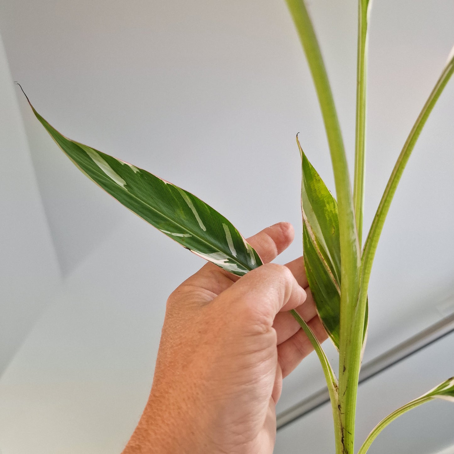 Musa Florida Rare Houseplant approx 40cm tall 10.5cm pot (4)