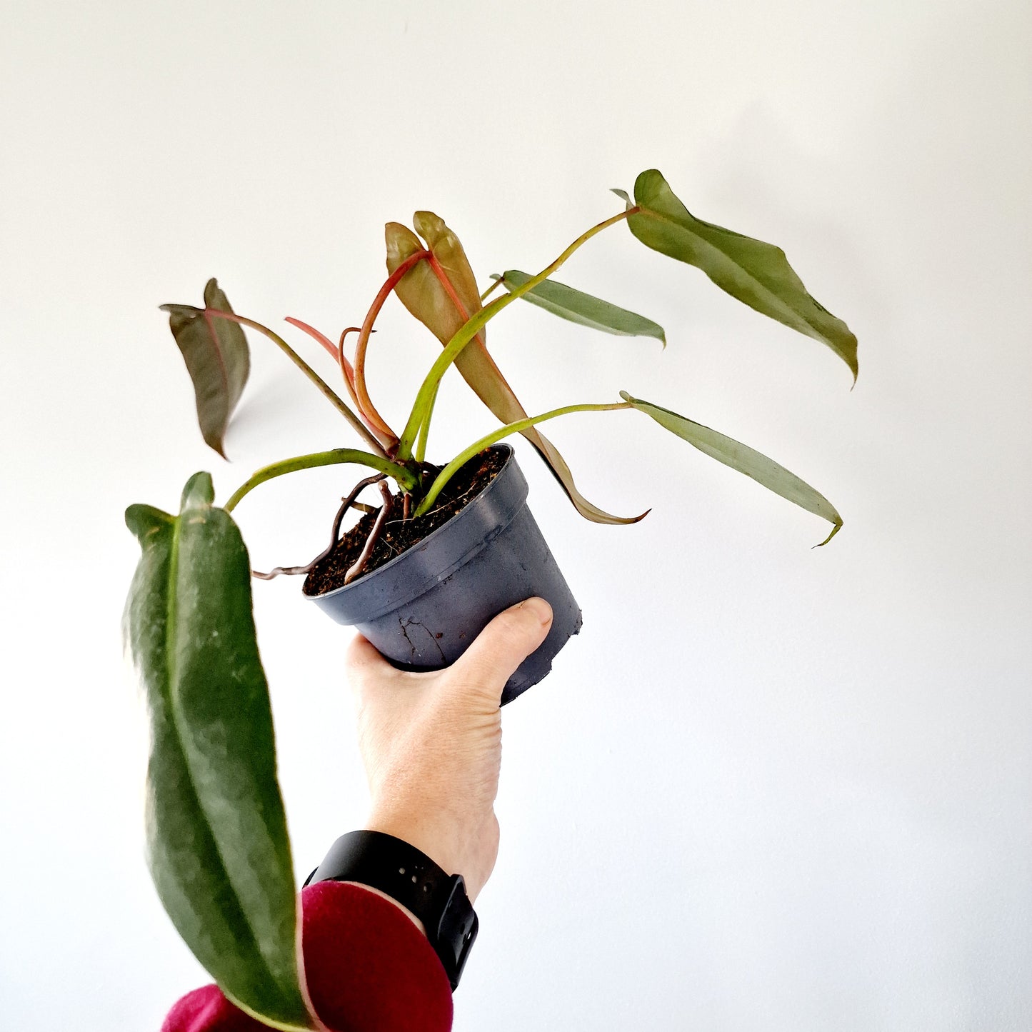 Philodendron Spiritus Sancti Houseplant 10.5cm pot