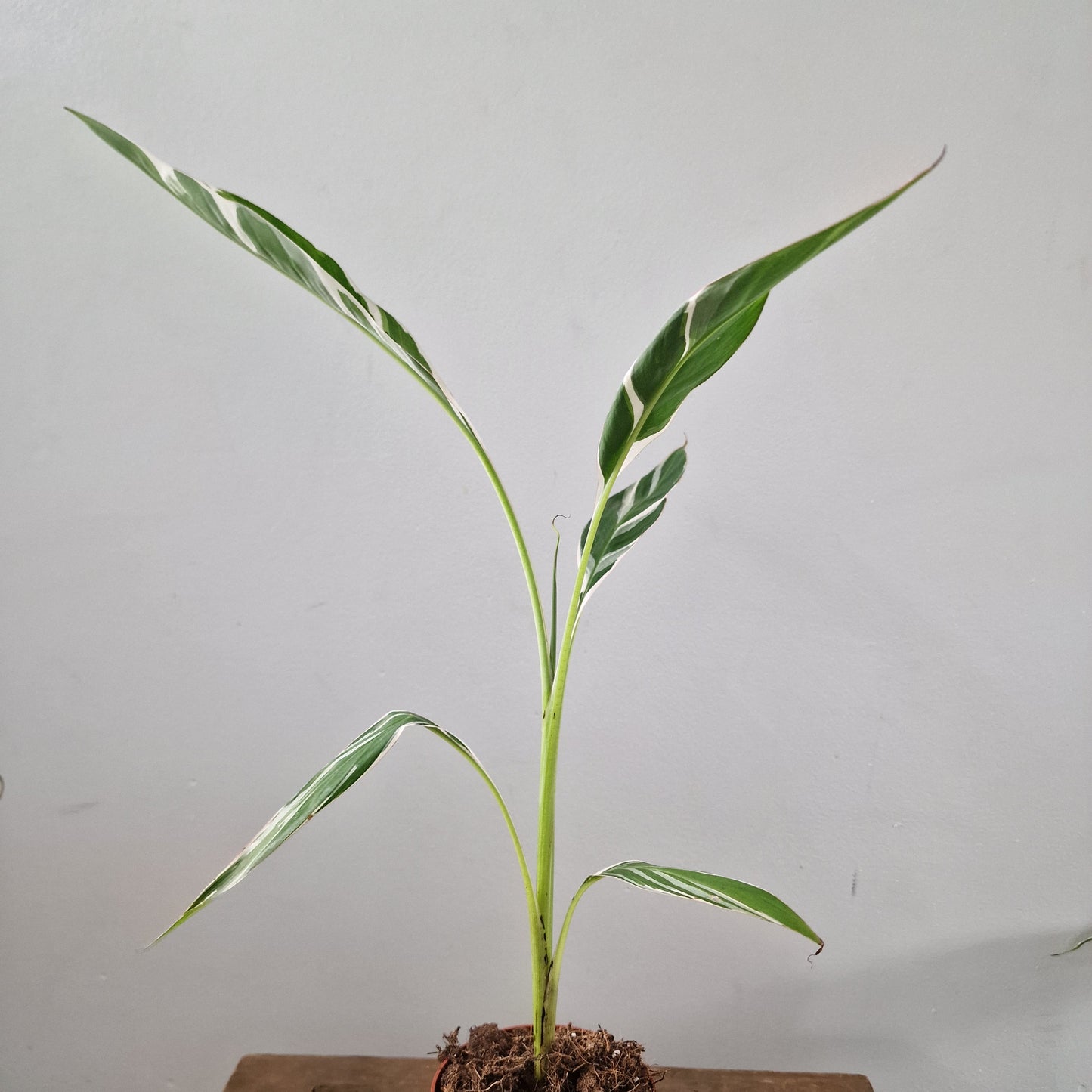 Musa Florida Rare Houseplant approx 40cm tall 10.5cm pot (3)