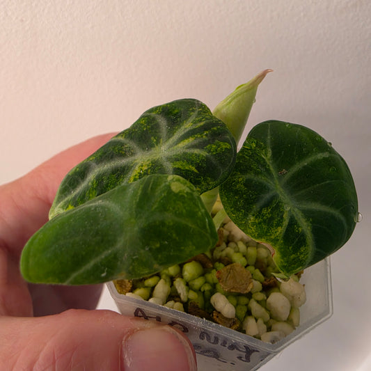 Alocasia Ninja Aurea Variegated – Exact Plant #3