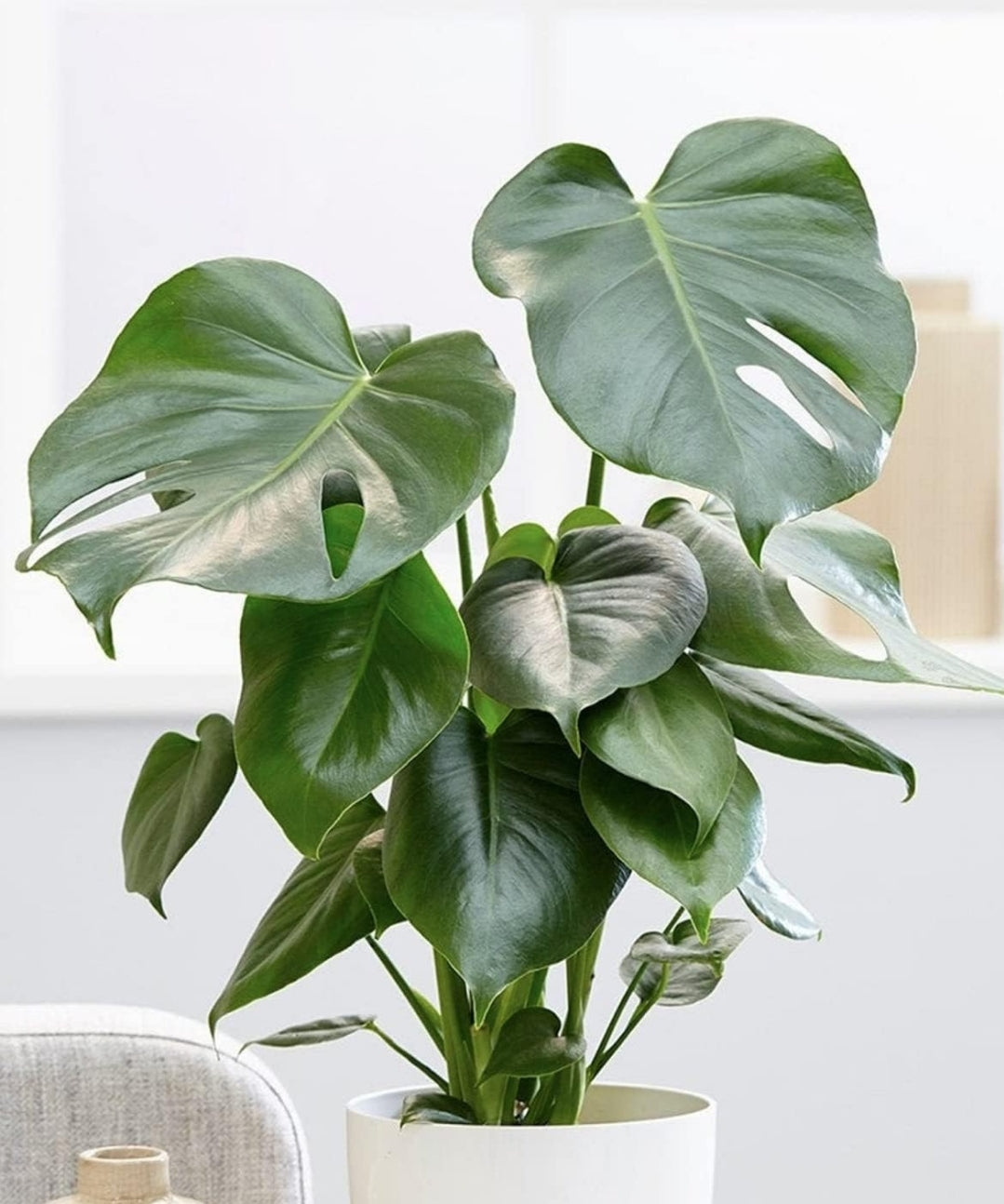 Grow your own Monstera Deliciosa - Houseplant Set