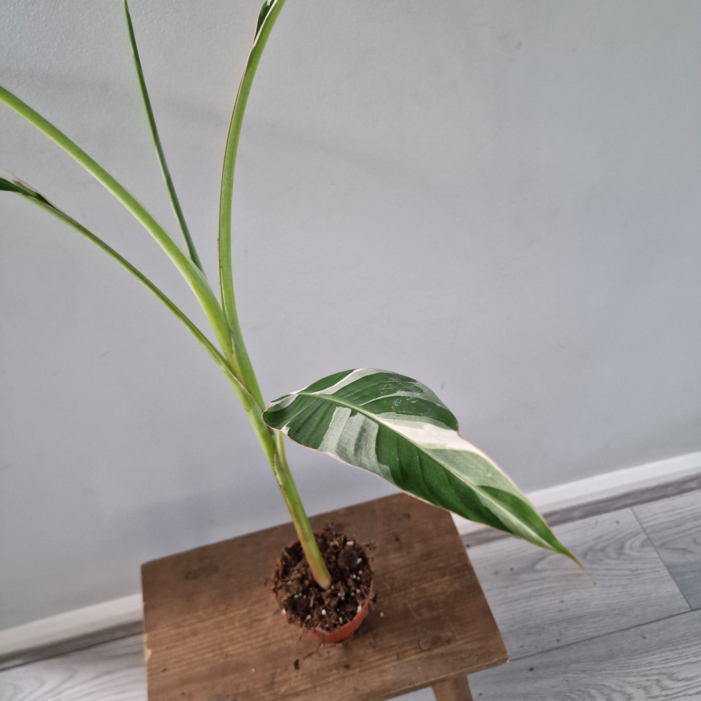 Musa ‘Florida’ – 10.5cm Pot (#4)