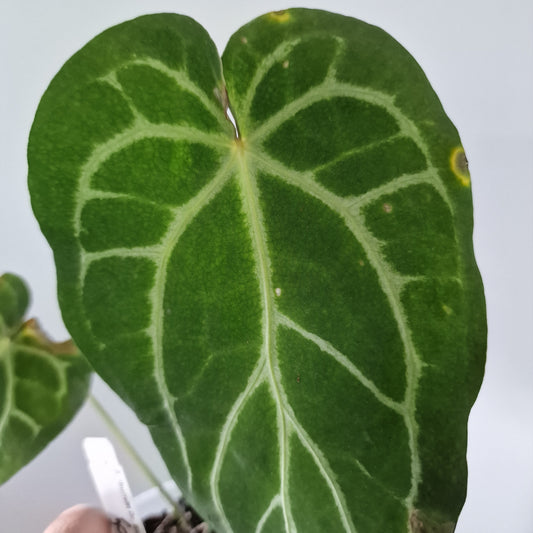 Ecuagenera Rehab Anthurium Doc Block x Red Crystal NSE (D6)