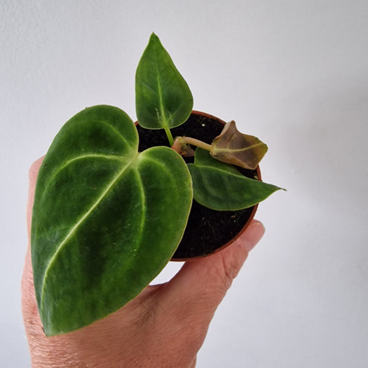 Anthurium Regale Houseplant 6cm pot