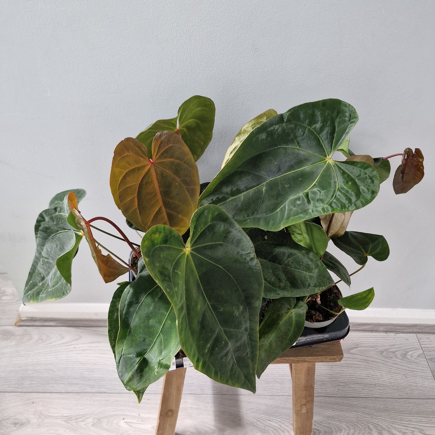 Anthurium Dark Phoenix 12cm pot