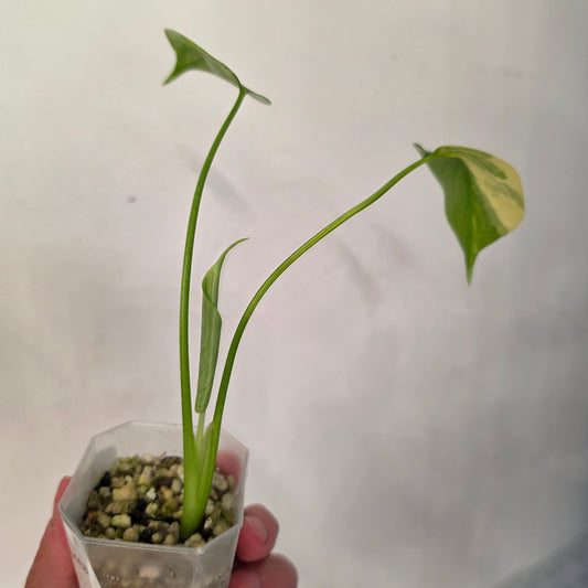 Monstera Aurea – Exact Plant No. 2 - See Description