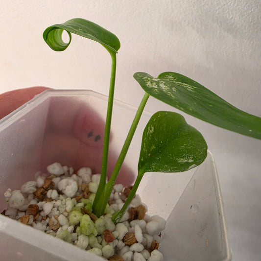 Monstera Devil – Acclimatised TC - Exact Plant (9) See Description