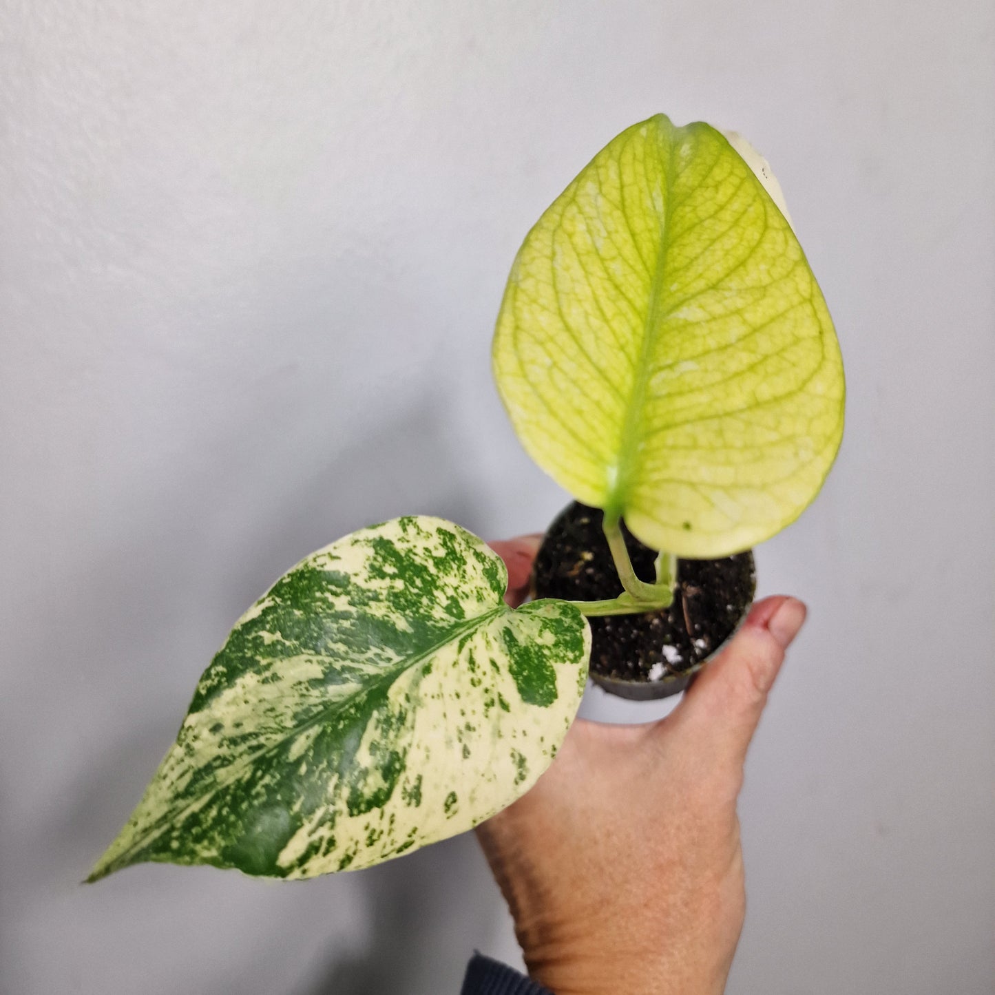 Monstera Mint – 6cm Pot (#5)