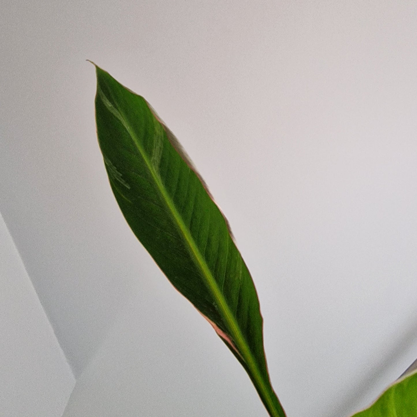 Musa Nono Rare Houseplant approx 50cm tall 10.5cm pot (4)