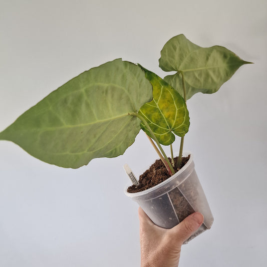 Ecuagenera Rehab Anthurium Fantasy Sky
