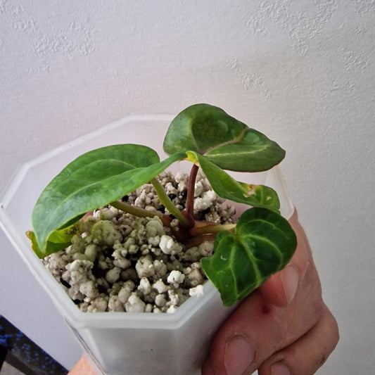 Anthurium Wonderboy × Michelle exact plant (#5)