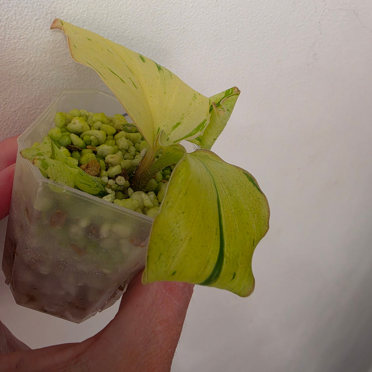 Kaempferia Pulchra Variegata – Established | Exact Plant #2