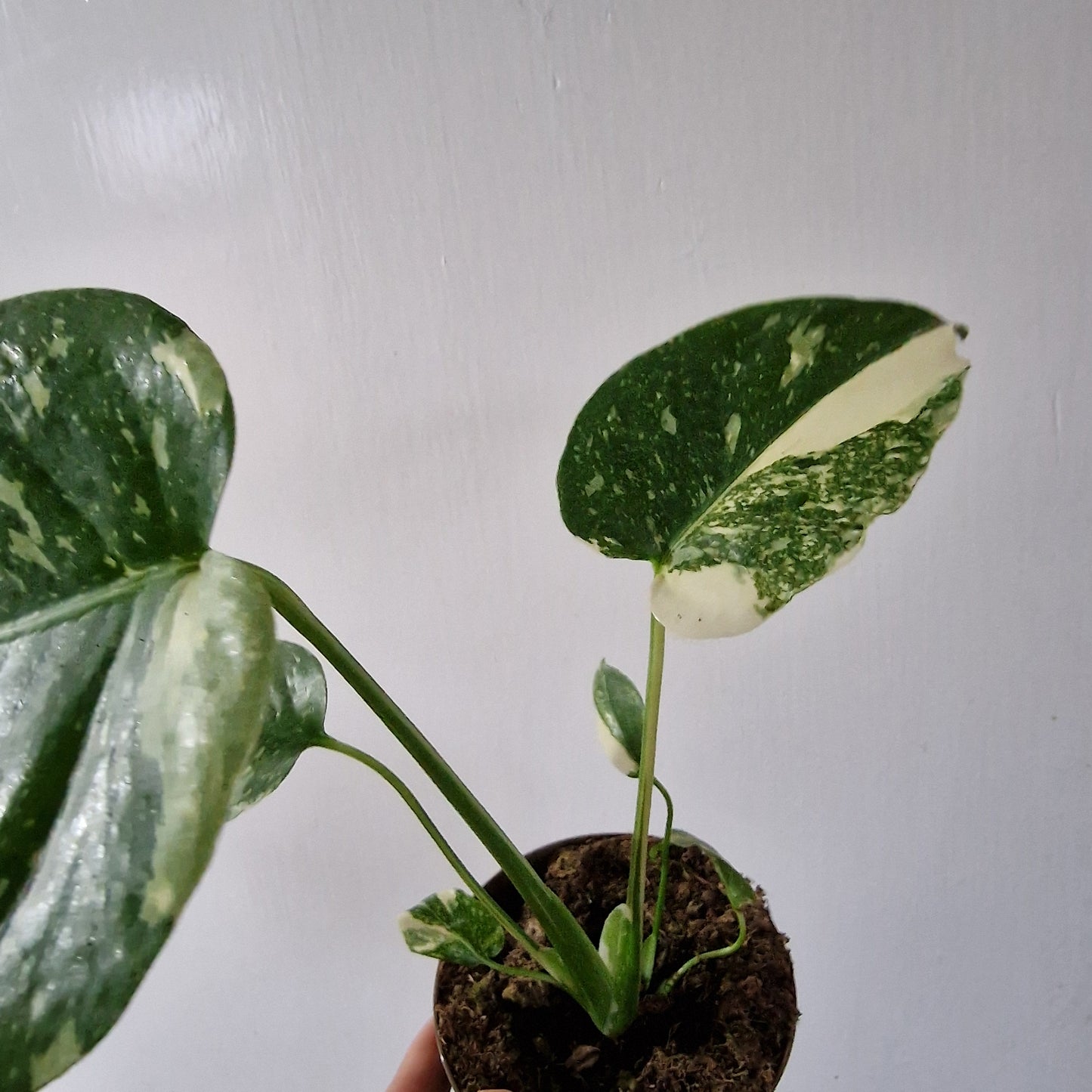Monstera Thai Constellation Rare Houseplant 11cm pot (1a)