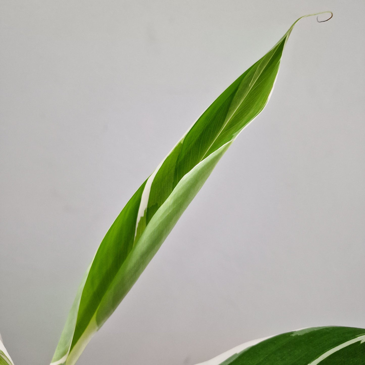Musa Florida Rare Houseplant approx 40cm tall 10.5cm pot (1)