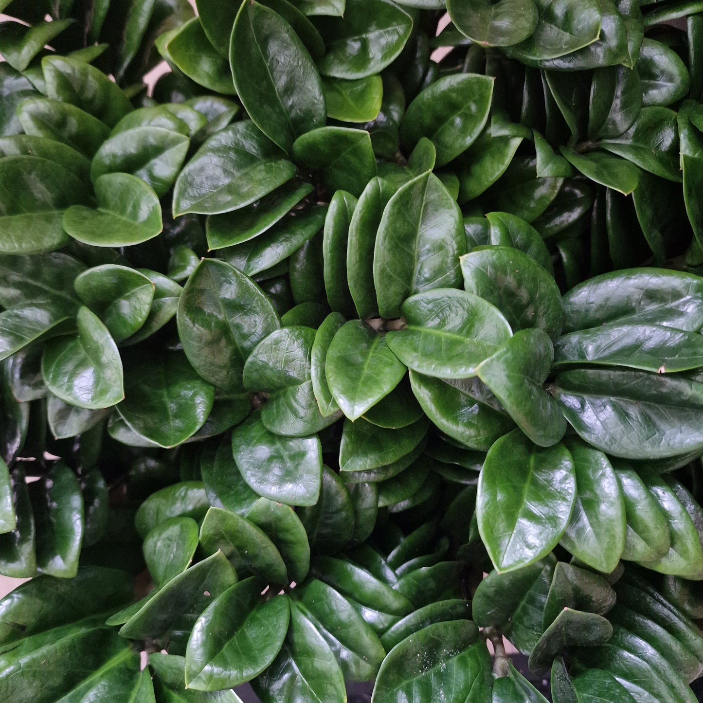 Zamioculcas Zamiifolia Zenzi Rare Houseplant 11cm pot