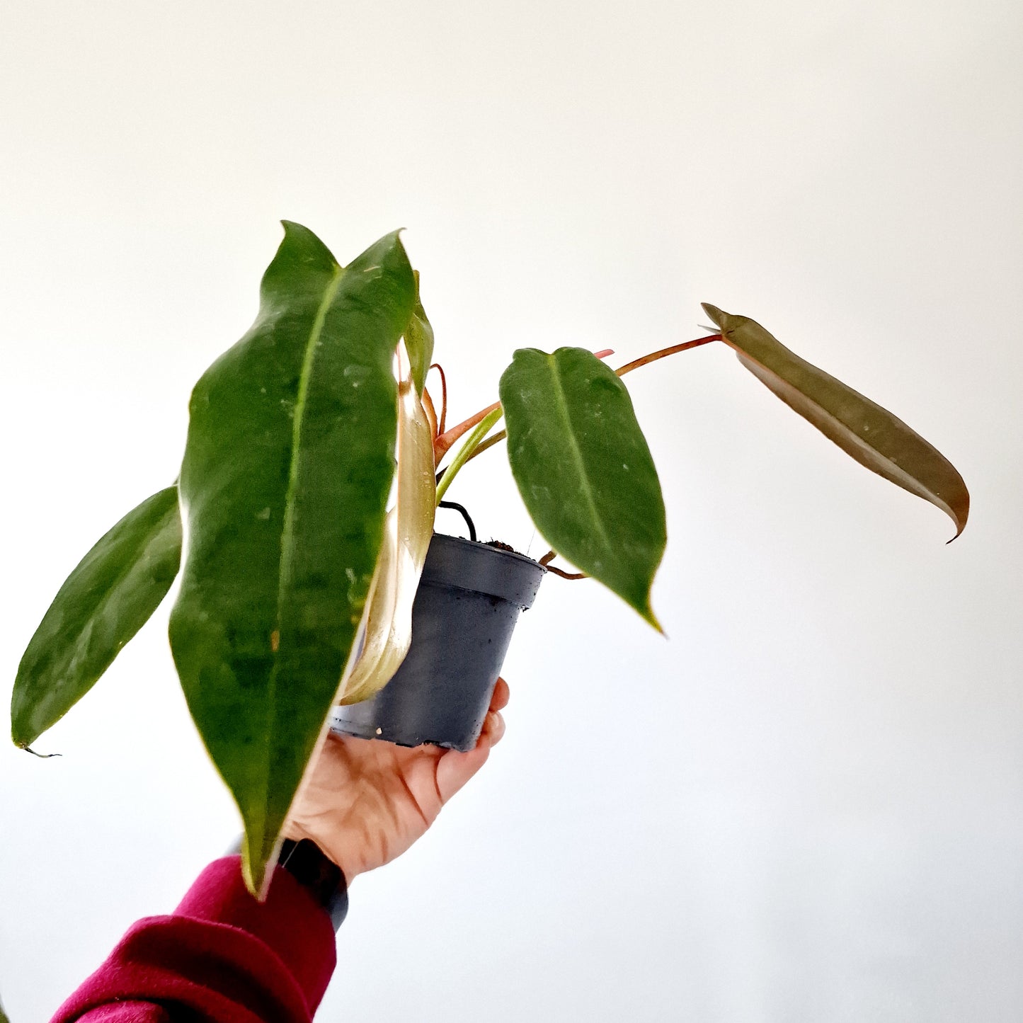Philodendron Spiritus Sancti Houseplant 10.5cm pot
