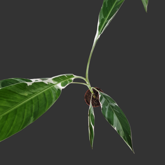 Musa Florida Variegata Rare Houseplant 10.5cm pot (4)