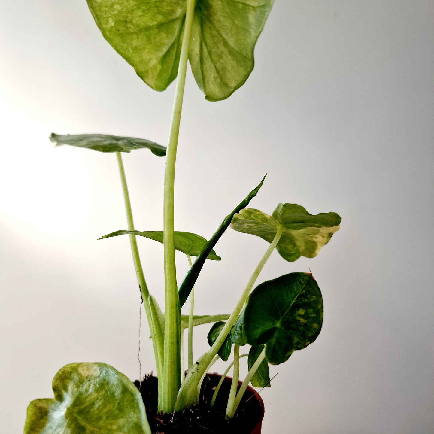 Alocasia Odora Yellow Variegated Houseplant 7cm pot (2) three plants in the one pot