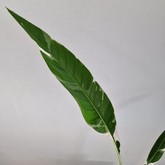 Musa ‘Florida’ – 10.5cm Pot (#1)