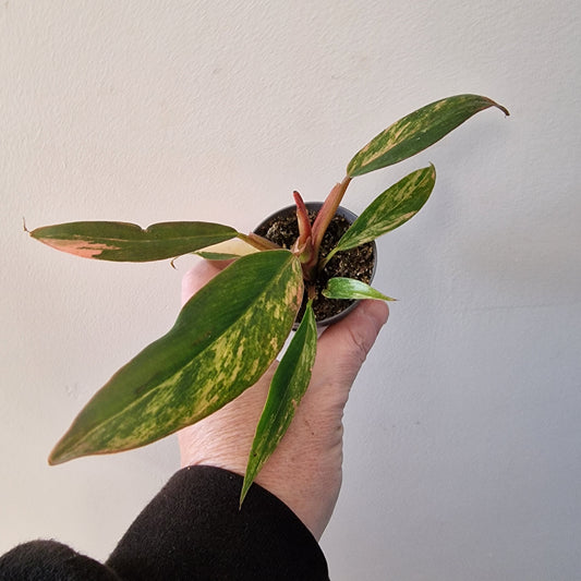 Philodendron Caramel Marble – 6cm Pot (#4)