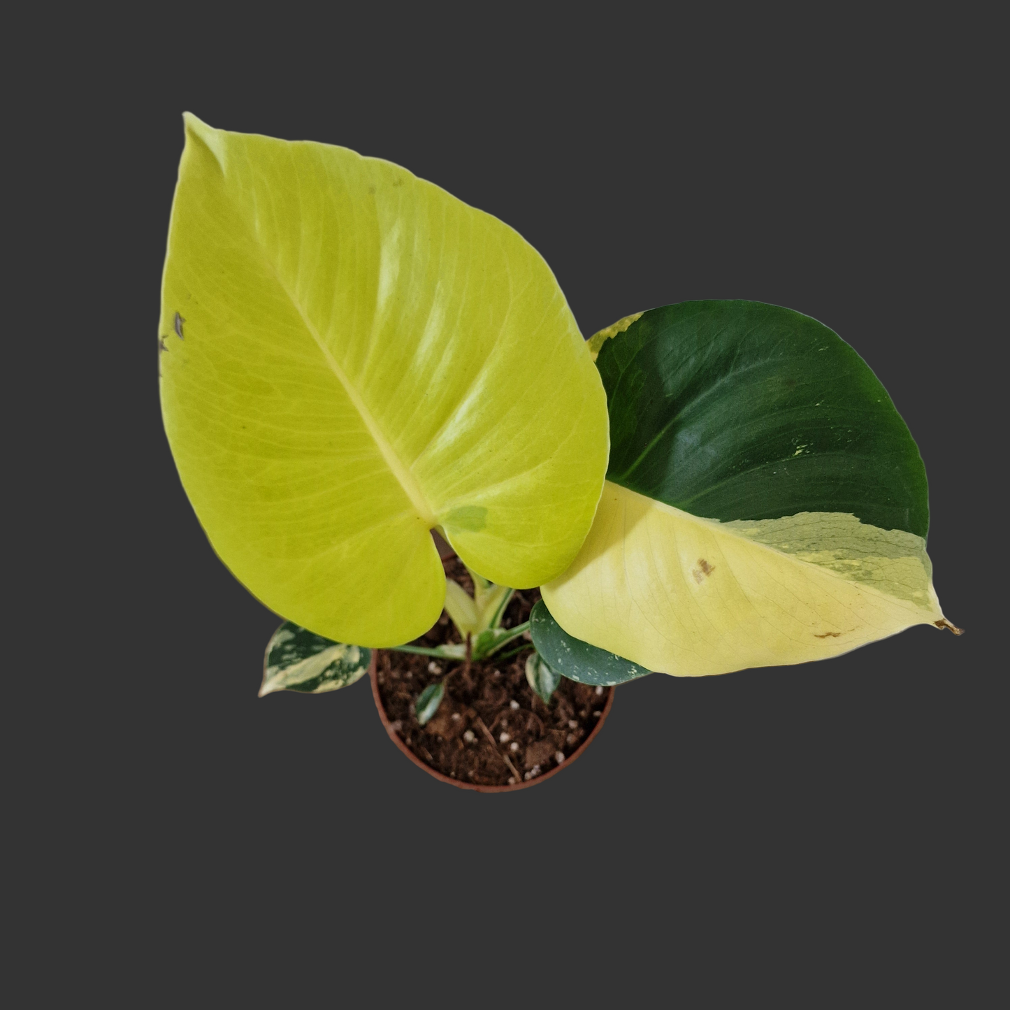 Monstera Deliciosa Aurea – 12cm Pot (#15)