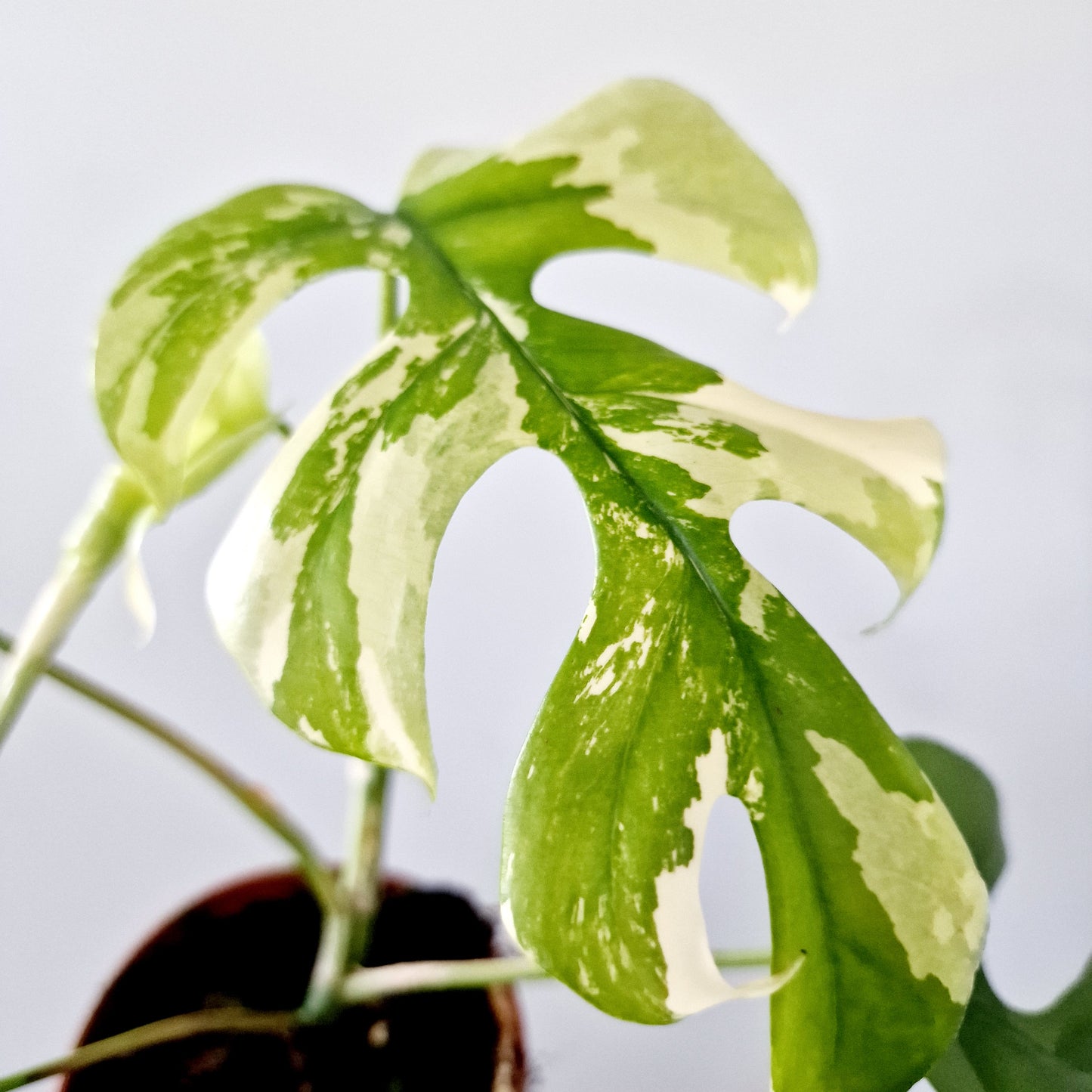 Rhaphidophora Tetrasperma Houseplant 10.5cm pot (1)