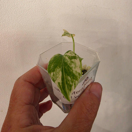 Monstera Mint China’s Version – Exact Plant No. 10 - See Description