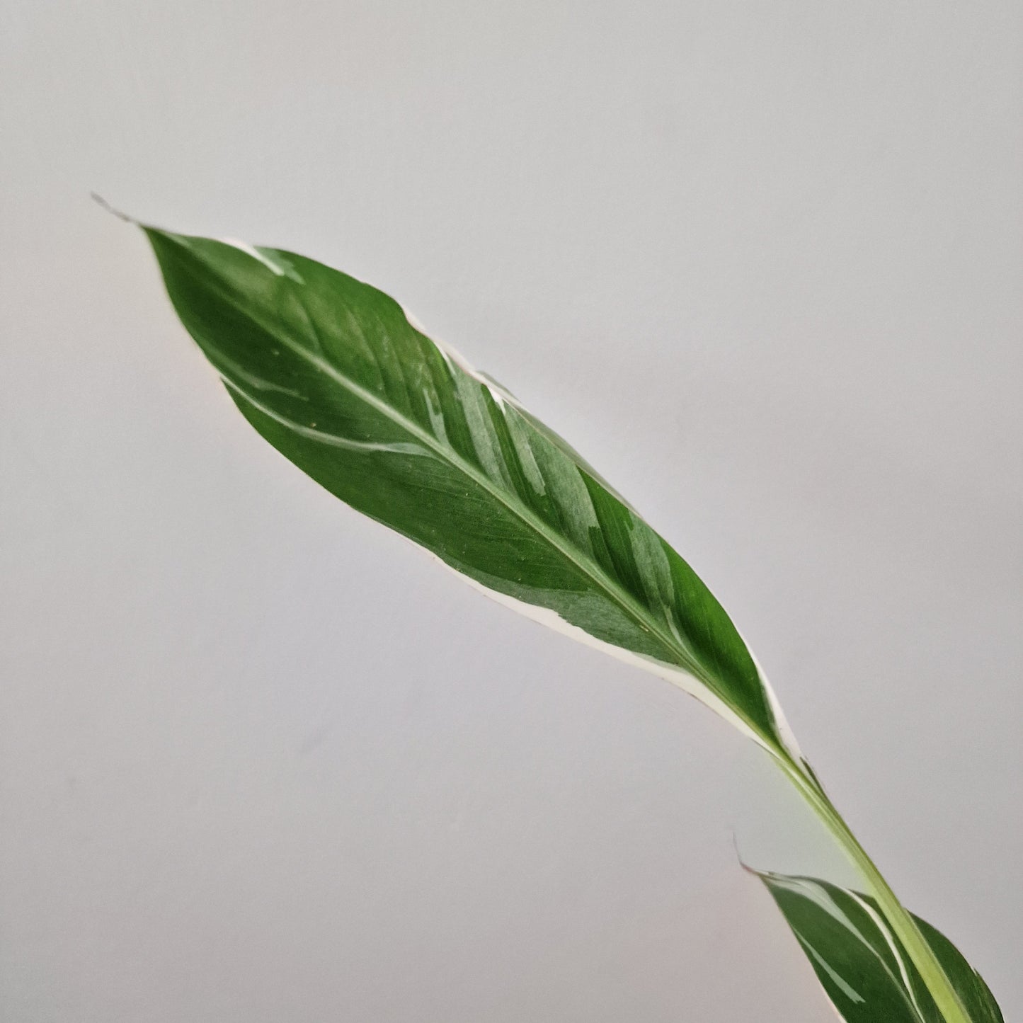 Musa Florida Rare Houseplant approx 40cm tall 10.5cm pot (2)