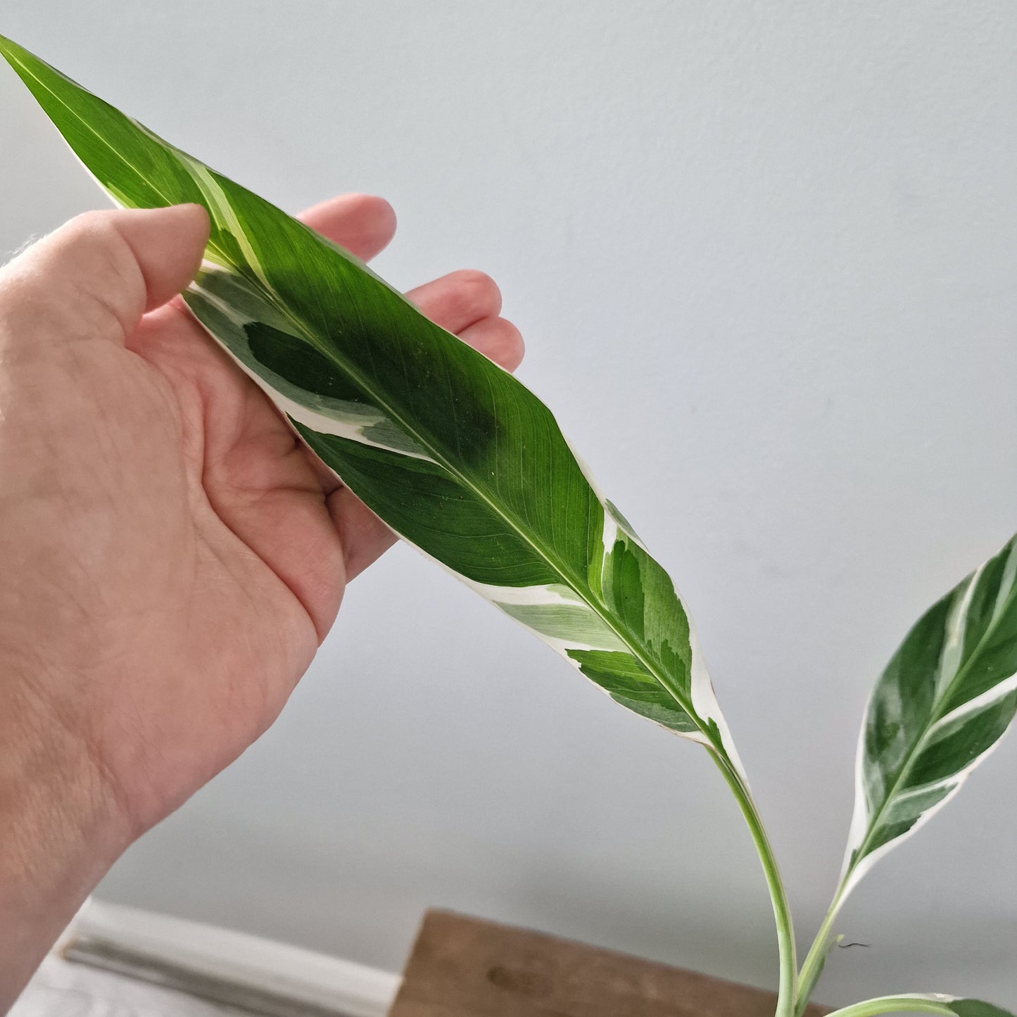 Musa Florida Rare Houseplant approx 40cm tall 10.5cm pot (3)
