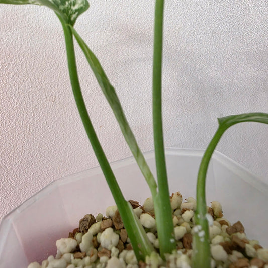 Monstera Devil Monster – Highly Variegated – Exact Plant A2 – See Description