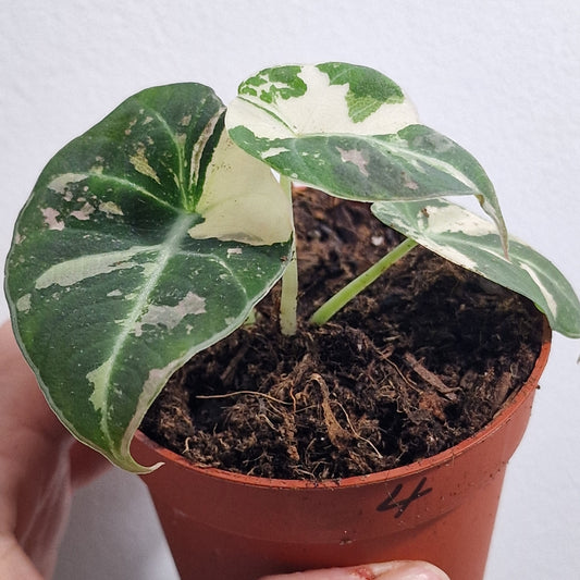 Alocasia Polly Variegated – 7cm Pot (#4)