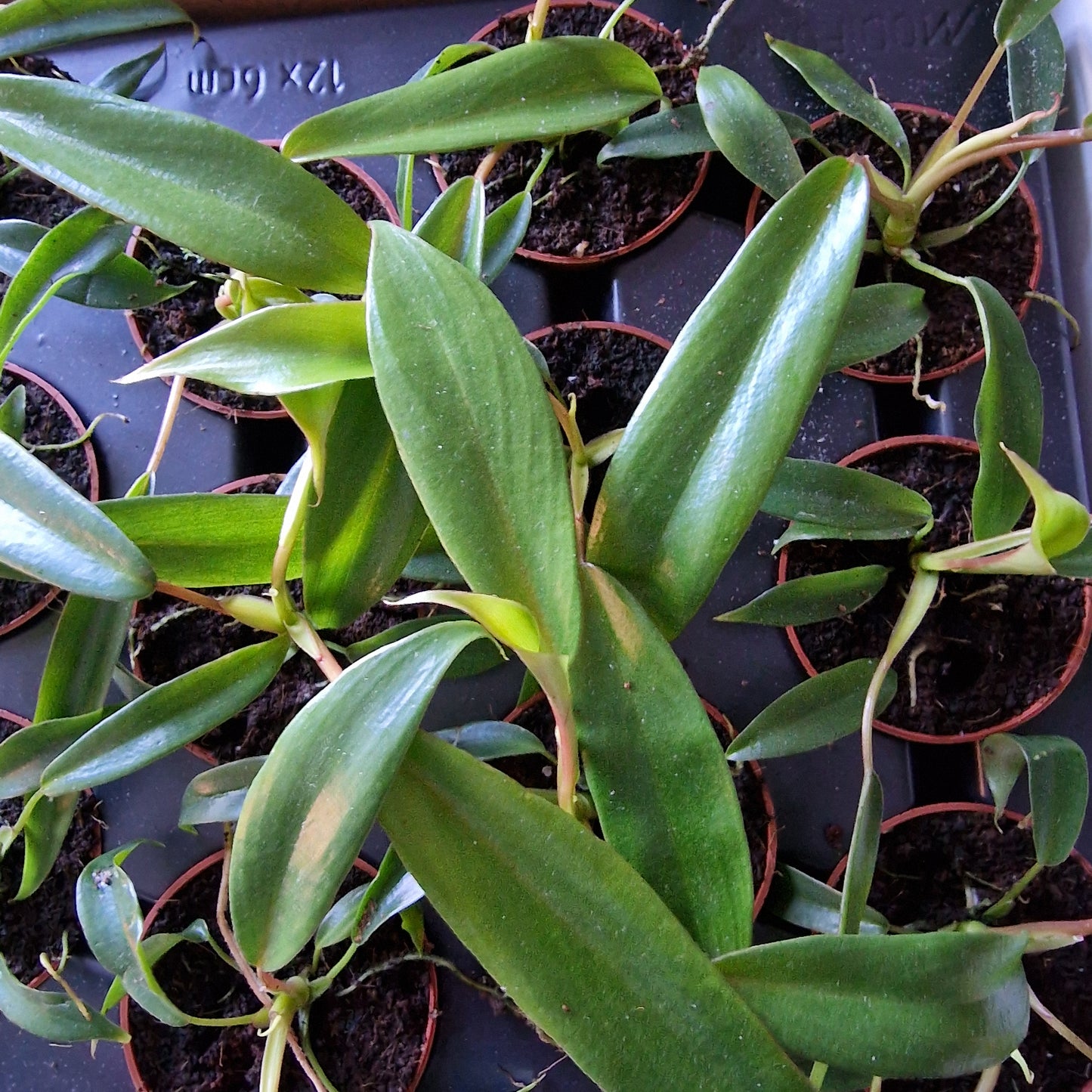 Philodendron Joepii – 6cm Pot