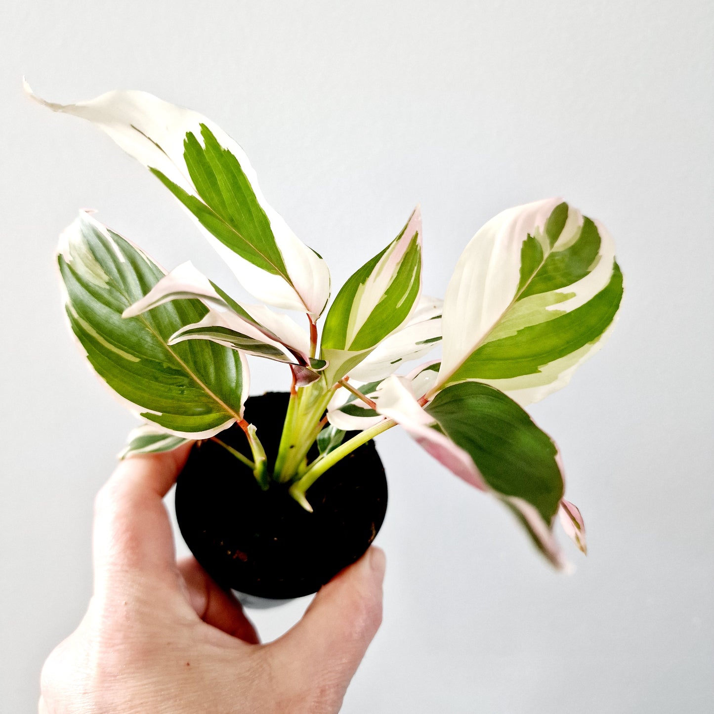 Ctenanthe Setosa Princess Dalya Houseplant 7cm pot