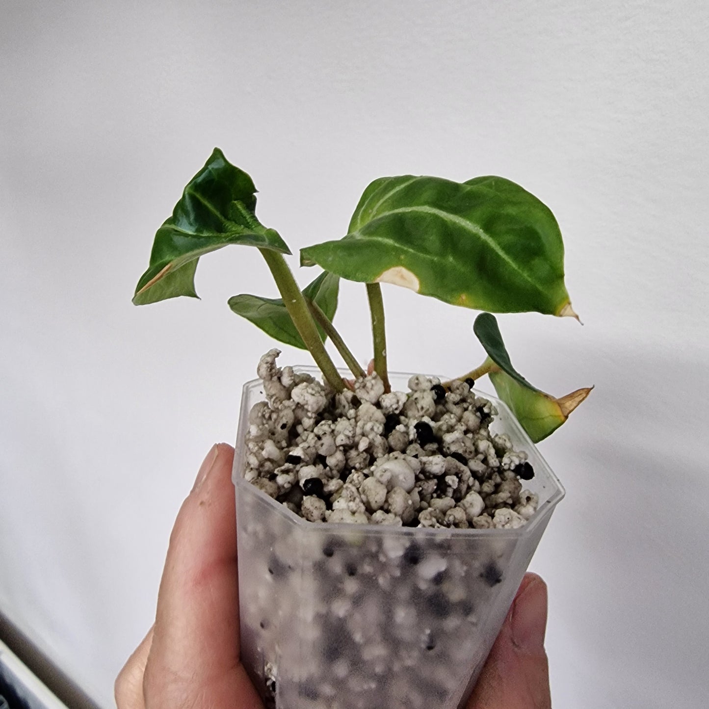 Anthurium Wonderboy × Michelle exact plant (#7)