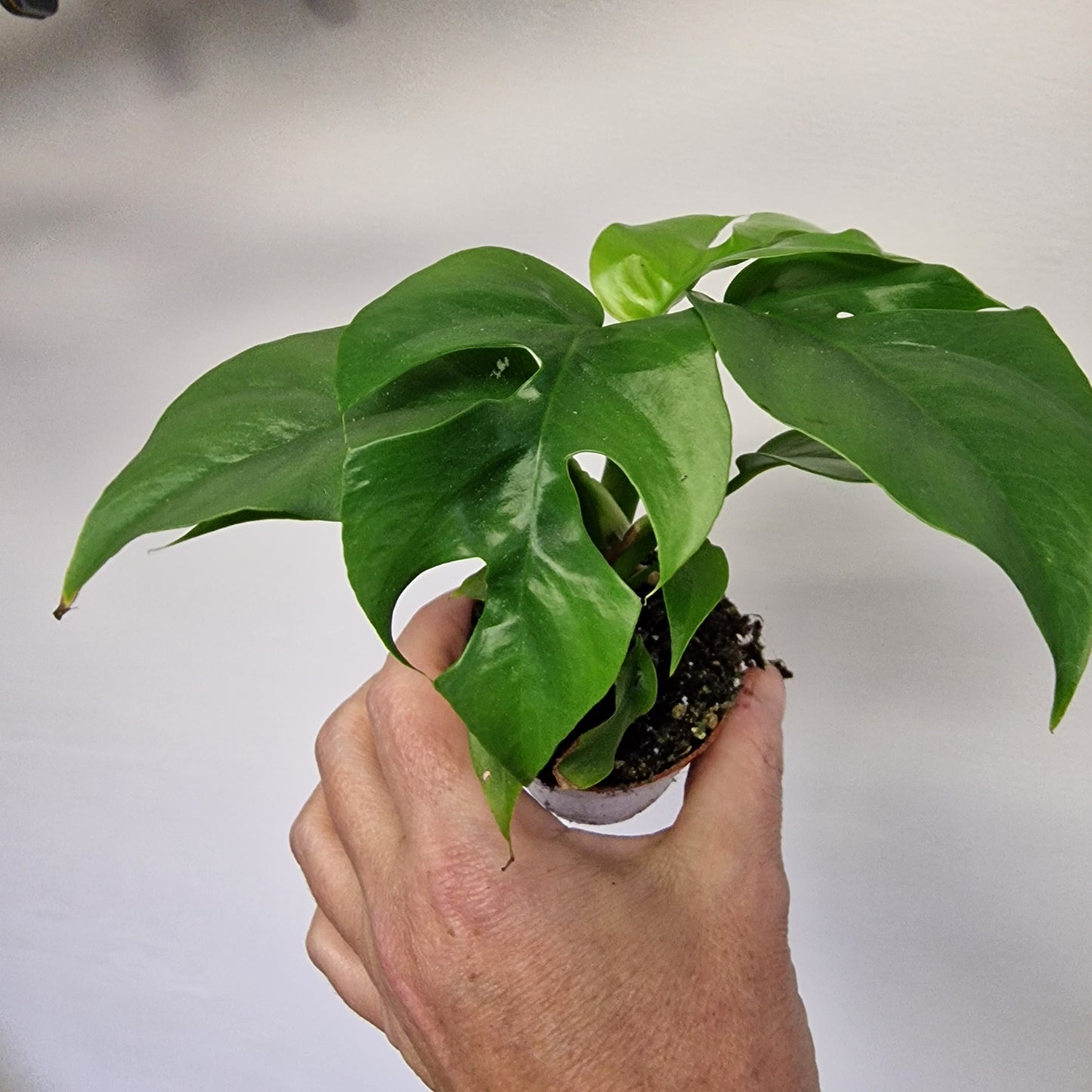 Monstera Minima – 6cm Pot