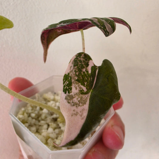 Alocasia sp. ‘Pink Nobilis’ Variegata Tissue Culture 🌸 see description