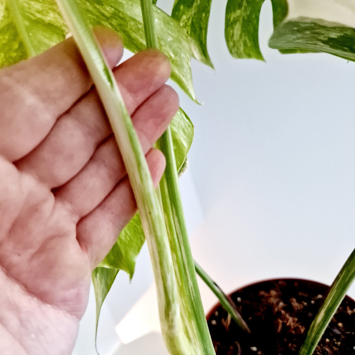 Monstera Albo Rare Houseplant 17cm pot (d)