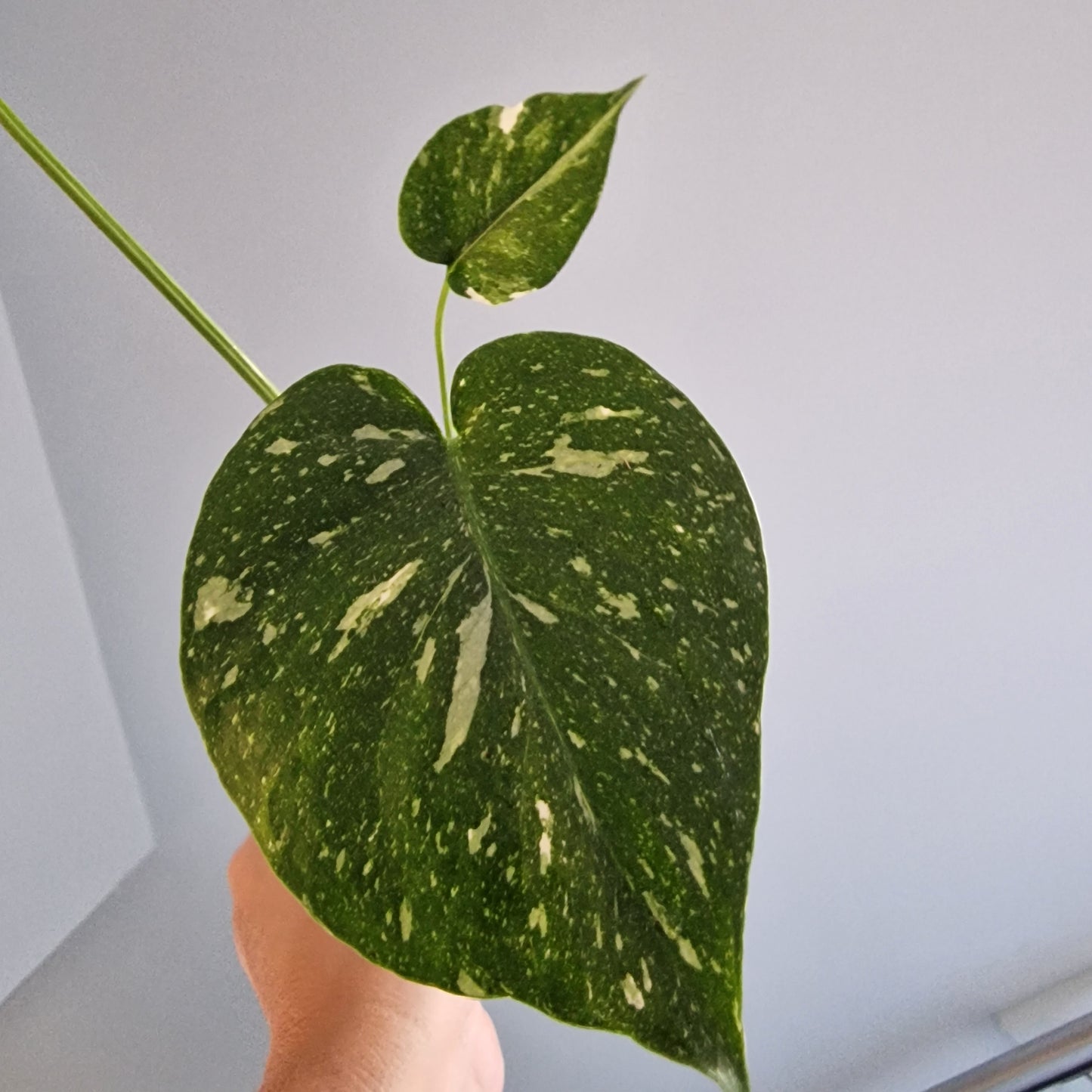 Monstera Thai Constellation Rare Houseplant 11cm pot (14)